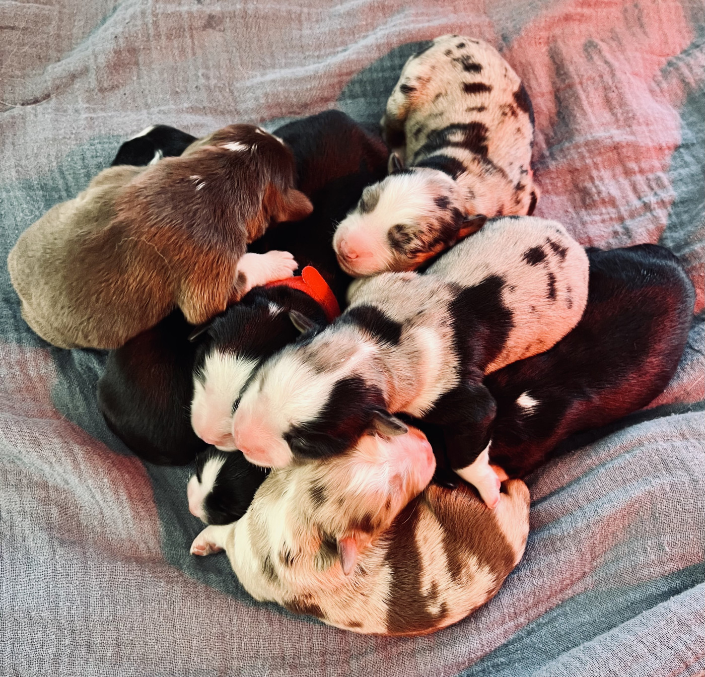 Chiot Berger Américain Miniature  Des Terres Des Calanques
