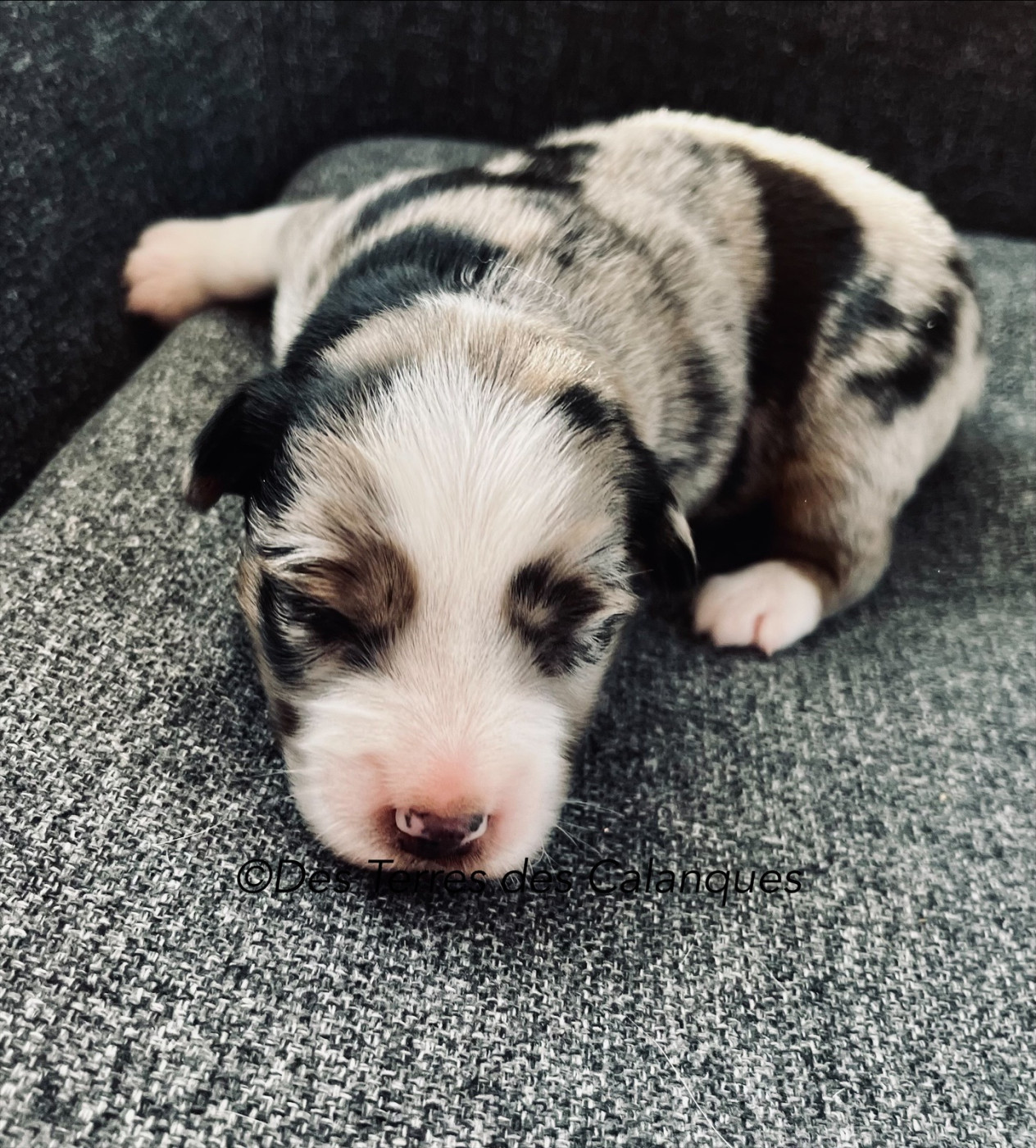 Des Terres Des Calanques - Chiots disponibles - Berger Américain Miniature 