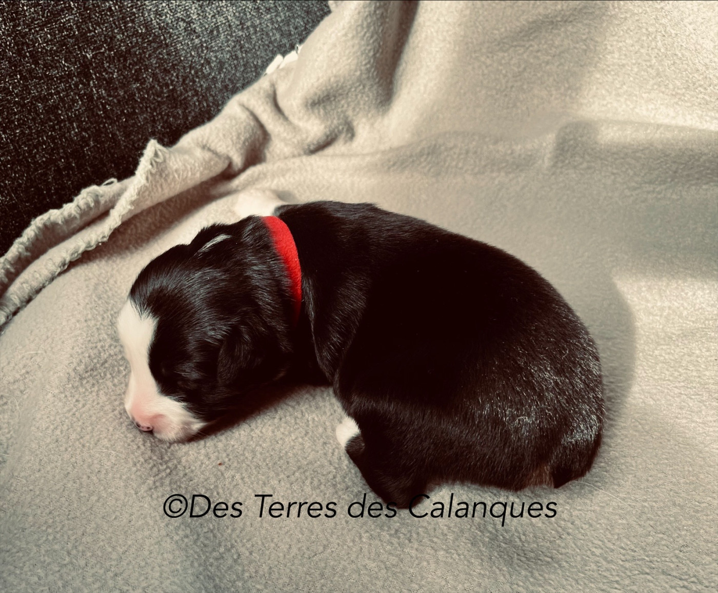 Des Terres Des Calanques - Chiots disponibles - Berger Américain Miniature 