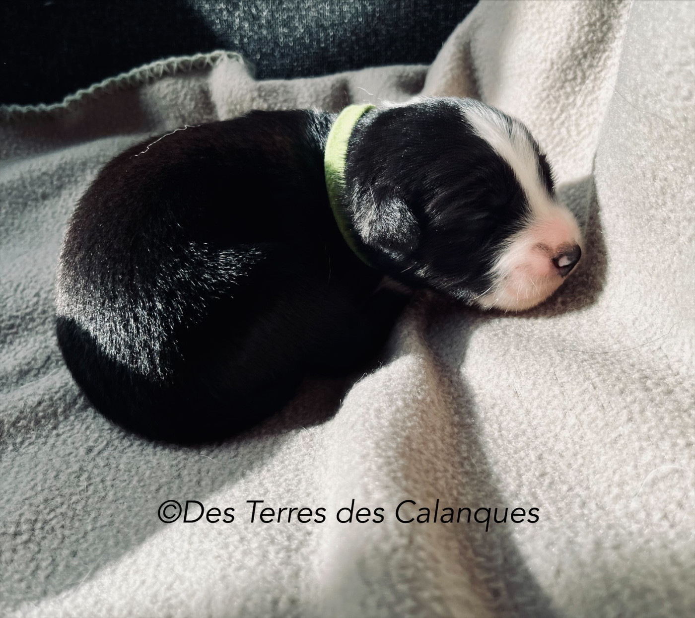 Des Terres Des Calanques - Chiots disponibles - Berger Américain Miniature 