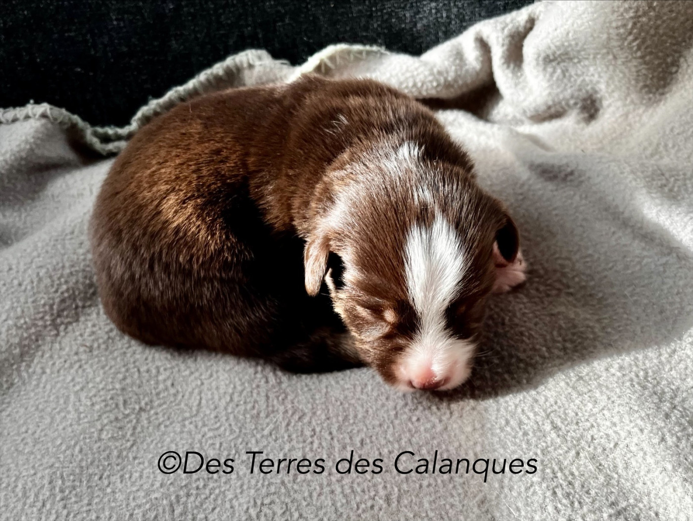 Des Terres Des Calanques - Chiots disponibles - Berger Américain Miniature 